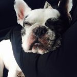 超おすすめ!犬にココナッツオイルをあげたらストルバイト結石膀胱炎の血尿症状が緩和した